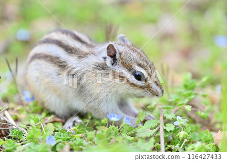 Chipmunks and Veronica persica - Saitama City, Saitama Prefecture (Citizens' Forest, Minuma Green Center, Squirrel House) Chipmunks and Veronica persica - Saitama City, Saitama Prefecture (Citizens' Forest, Minuma Green Center, Squirrel House) 116427433