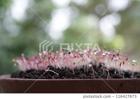 Red amaranth vegetables growing in a pot Microgreen gardening macro closeup Red amaranth vegetables growing in a pot Microgreen gardening macro closeup 116427673