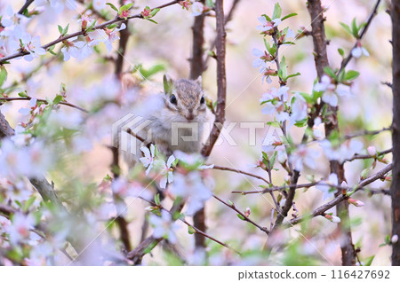 松鼠與花栗鼠 埼玉縣埼玉市（市民森林、三沼綠地中心、松鼠之家） 116427692