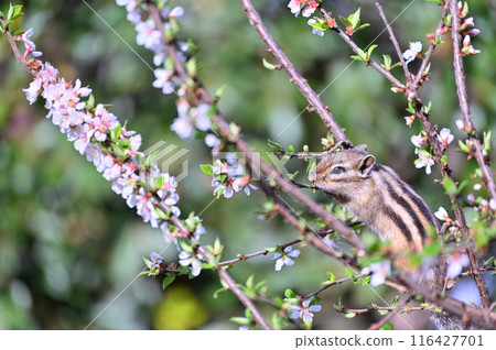 Prunus tomentosa and chipmunks, Saitama City, Saitama Prefecture (Citizens' Forest, Minuma Green Center, Squirrel House) Prunus tomentosa and chipmunks, Saitama City, Saitama Prefecture (Citizens' Forest, Minuma Green Center, Squirrel House) 116427701