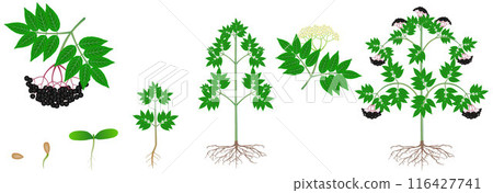 Cycle of growth of a black elderberry plant on a white background. 116427741