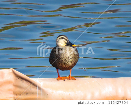 Carmelo站在水邊 116427804