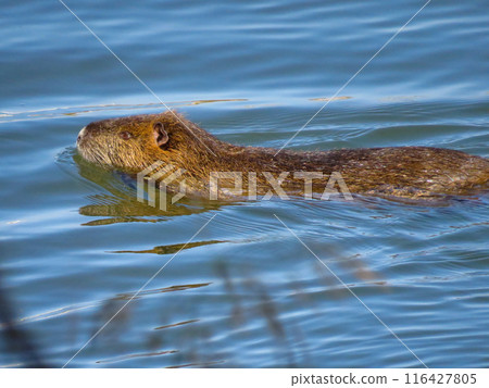 Nutria在河裡游泳 116427805