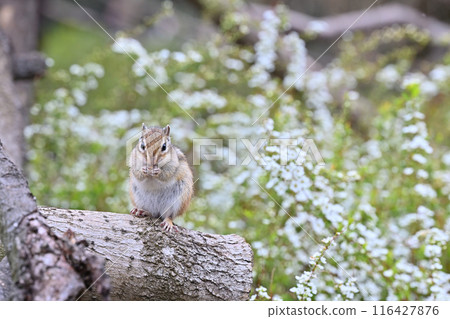 Chipmunk with a spiracle willow in its bag Saitama City, Saitama Prefecture (Citizens' Forest, Minuma Green Center, Squirrel House) Chipmunk with a spiracle willow in its bag Saitama City, Saitama Prefecture (Citizens' Forest, Minuma Green Center, Squirrel House) 116427876
