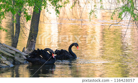 A beautiful two black swans swims in a lake in a city park. Wild animals and nature concept 116428057