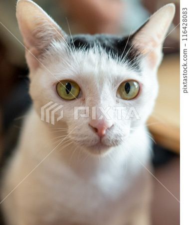 Thai black and white cat looking at the camera. It is a domestic shorthair cat with a tuxedo pattern with white fur and black markings on the head 116428083