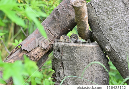 Cute chipmunk babies 116428112