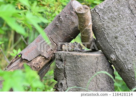 Cute chipmunk babies 116428114