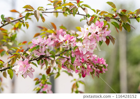 Flowering pink branches of the decorative apple tree Malus ola. A tree blooming with petals in a garden or park in a sunny day. Nature, close-up 116428152