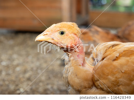 Closeup naked neck chicken foraging in enclosure 116428349