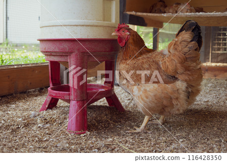 Brown hen drinking water in chicken coop. Brown hen drinking water in chicken coop. 116428350