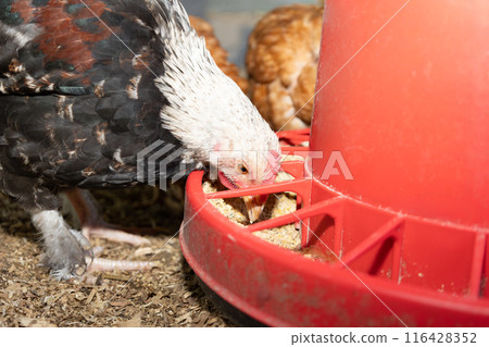 Close up black hen eating from feeder in enclosure. 116428352