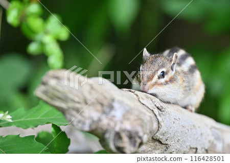 A close-up of a cute chipmunk sitting on a branch A close-up of a cute chipmunk sitting on a branch 116428501