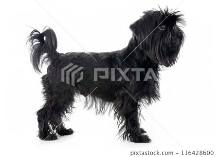 An elegant Affenpinscher stands in profile, showcasing its sleek black coat and poised stance. The dog's confident posture and the flow of its fur exude a regal air, making it a captivating subject. 116428600