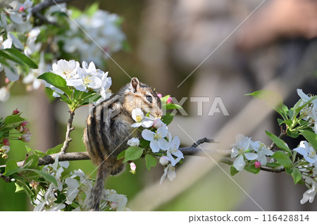 Apple blossoms and chipmunks, Saitama City, Saitama Prefecture (Citizens' Forest, Minuma Green Center, Squirrel House) Apple blossoms and chipmunks, Saitama City, Saitama Prefecture (Citizens' Forest, Minuma Green Center, Squirrel House) 116428814