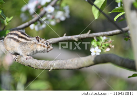 Apple blossoms and chipmunks, Saitama City, Saitama Prefecture (Citizens' Forest, Minuma Green Center, Squirrel House) Apple blossoms and chipmunks, Saitama City, Saitama Prefecture (Citizens' Forest, Minuma Green Center, Squirrel House) 116428815
