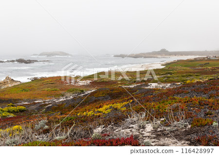 Coastal landscape in California 116428997