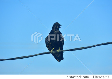 烏鴉棲息在電線上 烏鴉棲息在電線上 116429064