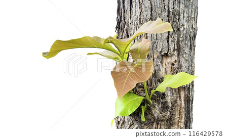 Young teak top leaves and trunk cut out with clipping paths on white background concept of forest preservation for new lives. Young teak top leaves and trunk cut out with clipping paths on white background concept of forest preservation for new lives. 116429578
