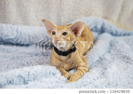 Cute red striped oriental kitten in a collar and big ears lies on white terry background, selective focus. Cute red striped oriental kitten in a collar and big ears lies on white terry background, selective focus. 116429630