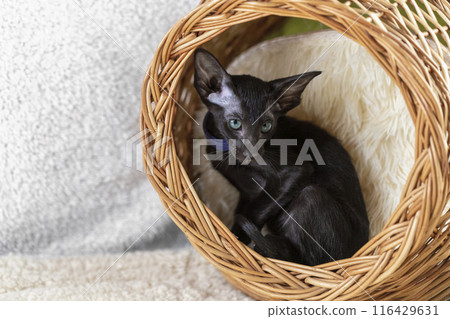 Cute black oriental kitten with green eyes and big ears sits in a wicker basket on white terry background, selective focus. Cute black oriental kitten with green eyes and big ears sits in a wicker basket on white terry background, selective focus. 116429631