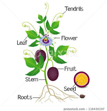 Parts of a passion fruit plant on a white background. Parts of a passion fruit plant on a white background. 116430197