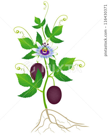 A passion fruit plant with roots on a white background. 116430371