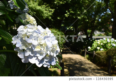 淡紫色繡球花 淡紫色繡球花 116430395