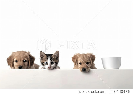 Two golden retriever puppies and one tabby kitten peering over a white surface at a bowl 116430476