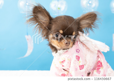 Blue back, wind chimes and a chihuahua wearing a yukata 116430667