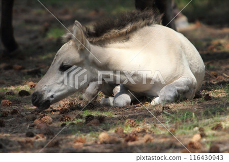 Konik 116430943