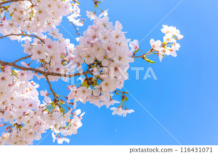 Beautiful pink cherry blossoms against the blue sky 116431071