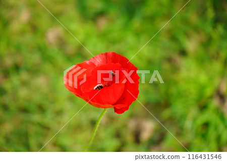 Beautiful close up of Red Poppy Flower 116431546