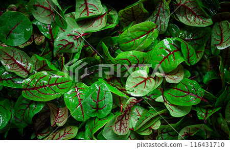 sorrel, bloody Mary, fresh baby sorrel leaves, with red veins, microgreens, in a black container, sorrel, bloody Mary, fresh baby sorrel leaves, with red veins, microgreens, in a black container, 116431710