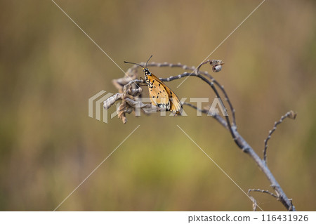 close up of a colorful butterfly with orange and white wings and black spots 116431926