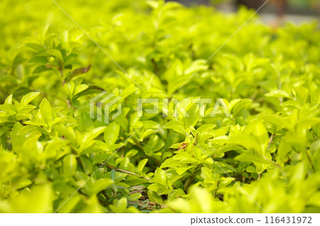Beautiful background of Ornamental plant Beautiful background of Ornamental plant 116431972