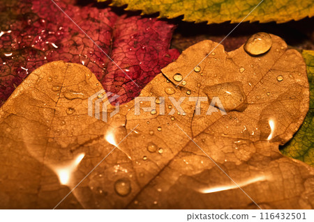 Cozy autumn background of bright leaves with raindrops. 116432501