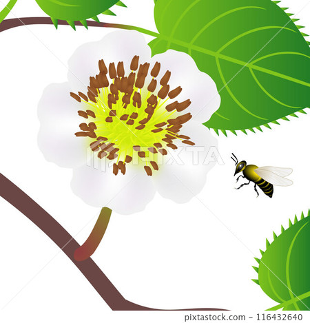 Bee and flower of kiwi with leaves on a white background. 116432640
