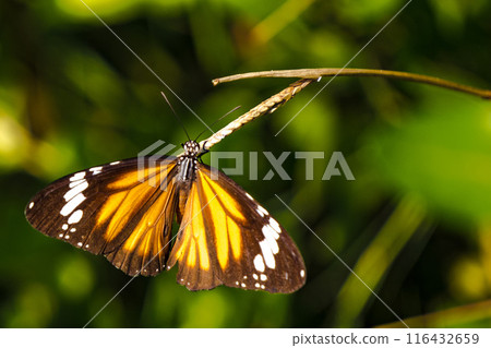 a butterfly with vibrantly colored wings perched on a thin branch. a butterfly with vibrantly colored wings perched on a thin branch. 116432659