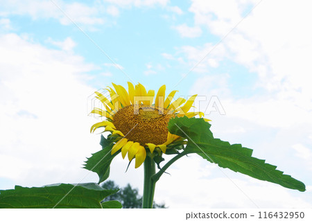 Sunflowers blooming in a sunflower field Sunflowers blooming in a sunflower field 116432950