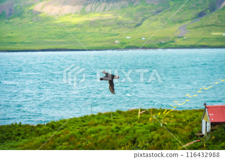 Atlantic puffin flying and catching eel in ocean during summer 116432988