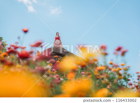 Beautiful asian woman standing on the rock among the Straw flower blooming in the field at Phu Hin Rong Kla national park, Thailand 116433002