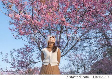 Asian woman enjoying with wild himalayan cherry blooming in the garden on springtime 116433004