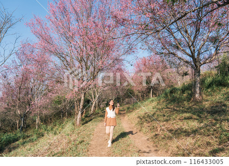 Asian female tourist blogger enjoying and vlogging in wild himalayan cherry forest blooming in springtime at Phu Lom Lo Asian female tourist blogger enjoying and vlogging in wild himalayan cherry forest blooming in springtime at Phu Lom Lo 116433005
