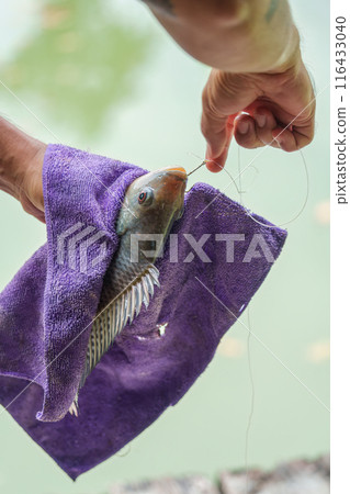 Angler hand holding Nile tilapia fish fishing hooked in towel Angler hand holding Nile tilapia fish fishing hooked in towel 116433040