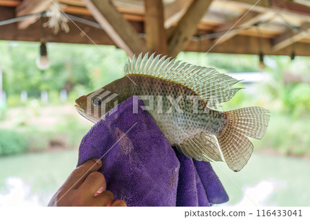 Angler hand holding Nile tilapia fish fishing hooked in towel 116433041