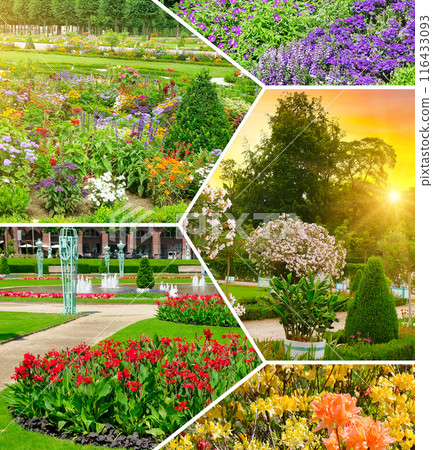 Flowerbed in garden and park. Collage. 116433093