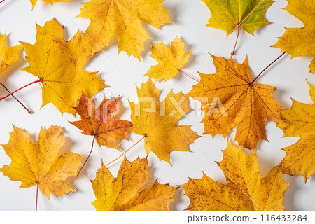 autumn maple colorful leaves on a white background. Top view 116433284