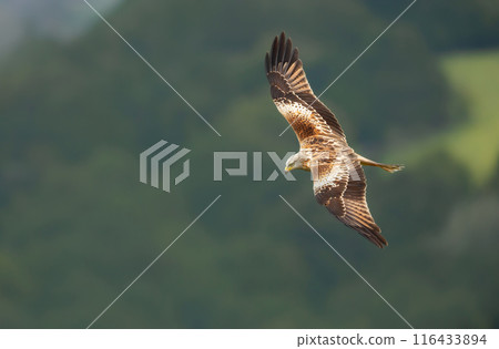 Red kite in flight against colourful background Red kite in flight against colourful background 116433894