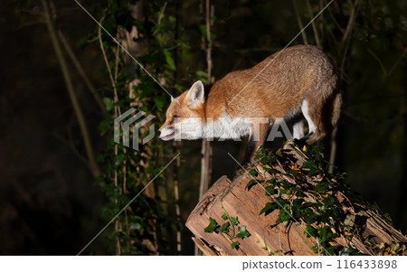 Portrait of a red fox standing on a tree in a forest at night 116433898